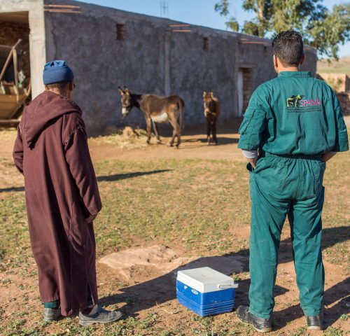 SPANA vet and man looking at donkeys