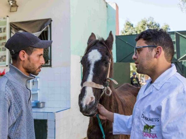 vets treating a horse in morocco