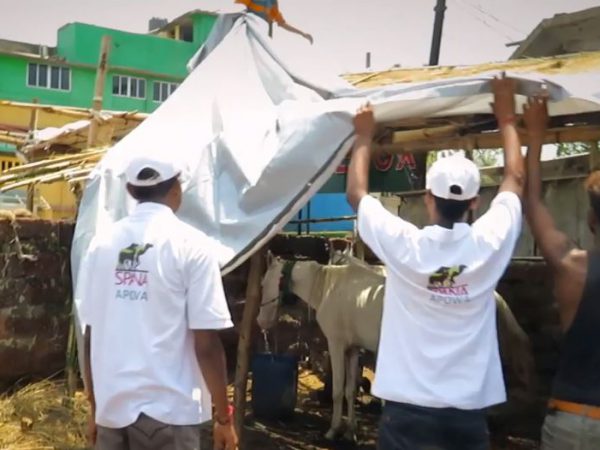 APOWA aid worker build shelters for animals in the wake of Cyclone Fani