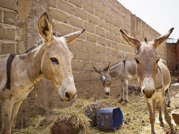 group of donkeys in Mali