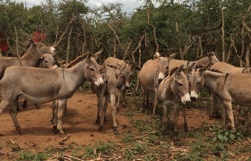 group of donkeys