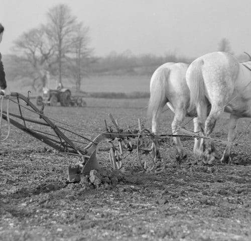A land girl with two white horses on a farm