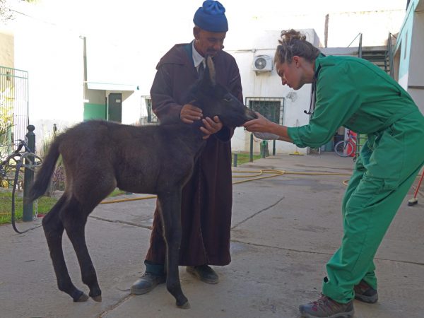 Najia the foal receives treatment for a navel infection in Chemaia