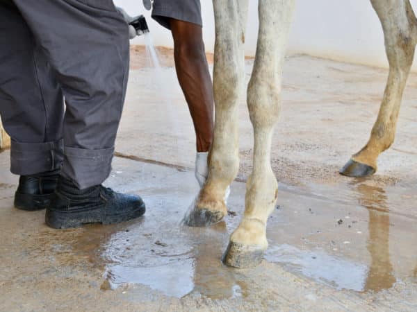 The legs of a white working horse being cleaned with water
