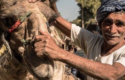Man and his camel