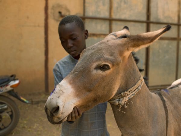 Young boy holding a small donkey's face