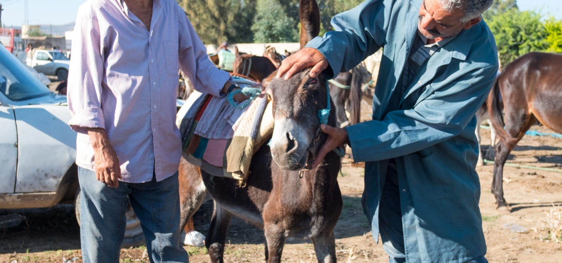 An owner stands next to his donkey while a vet examines its infected eye.