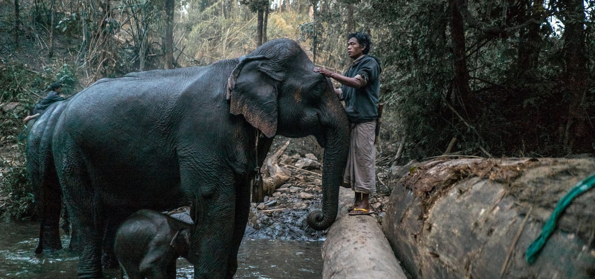 Man strokes head of an elephant stood in a river with her baby