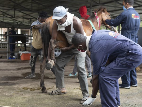 An owner and SPANA vet treat a horse's injured hoof