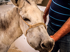 Salma the mule
