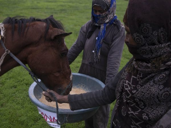 A carthorse owner provides emergency feed to her malnourished horse following Covid-19 lockdown