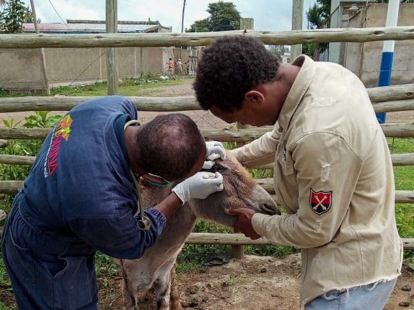 A SPANA vet examines a donkey's corneal ulcer in Ethiopia