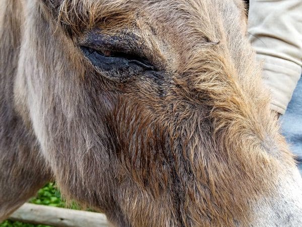 A donkey with weeping and discharge as a result of a corneal ulcer