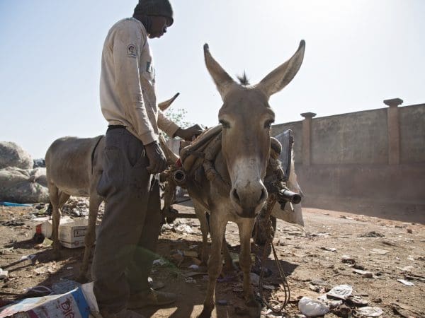 A donkey and his owner wait for treatment at a Bamako, Mali mobile clinic