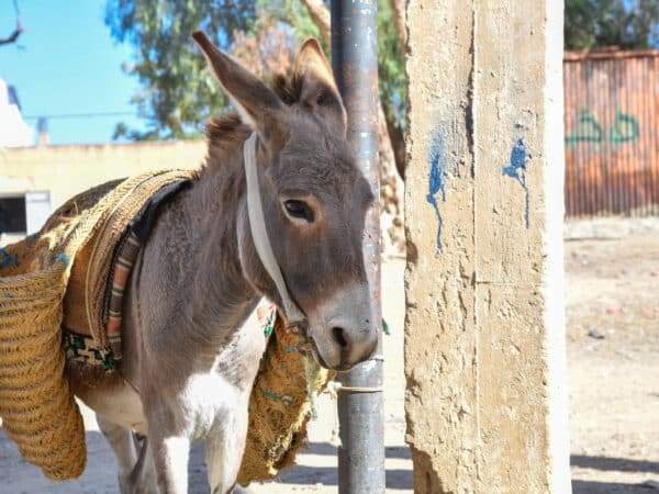 A donkey carrying a basket stands next to a post.