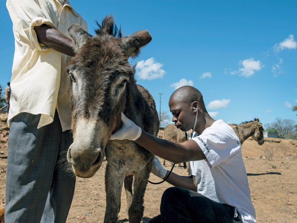 Donkey being checked by a SPANA veterinarian.