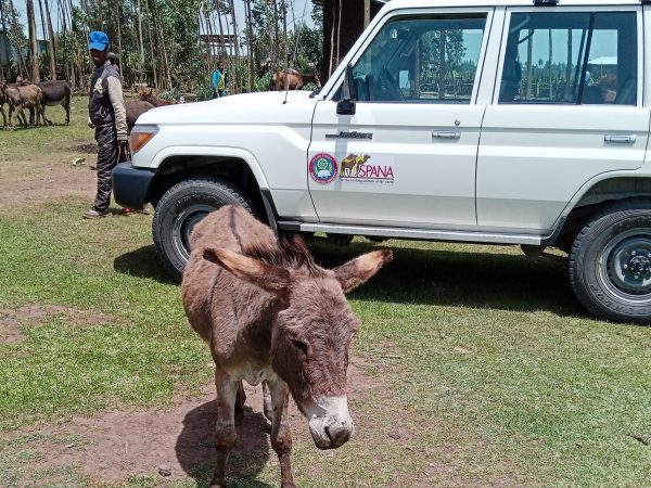 A donkey suffering from lameness waits to be treated at a SPANA mobile clinic