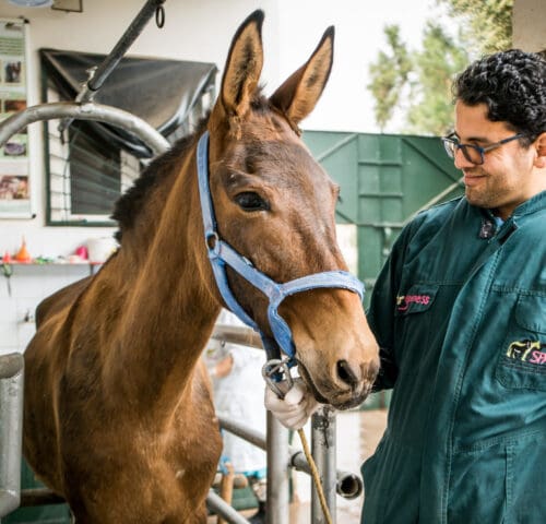SPANA vet treating a horse in Morocco