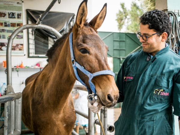 SPANA vet treating a horse in Morocco