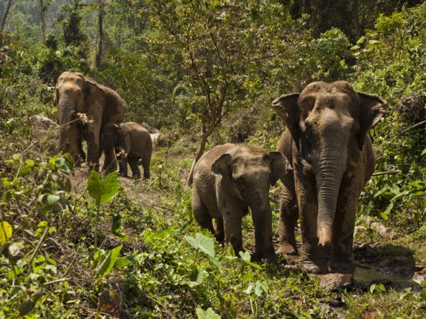 Two adult and two baby elephants walk along a path in the jungle