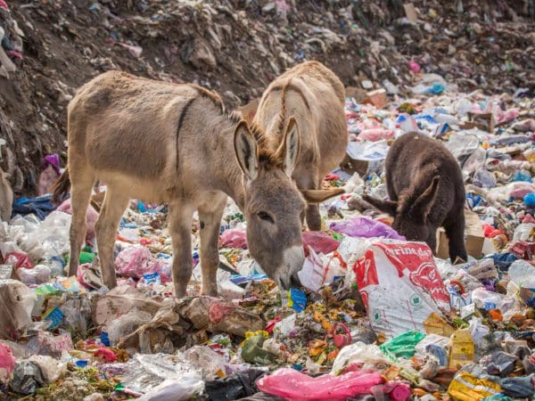 Three donkeys standing in a field full of trash
