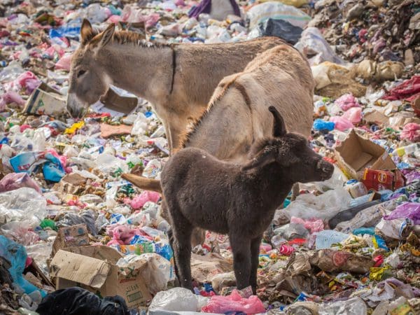 A cream donkey and dark brown baby foal standing in a field of trash