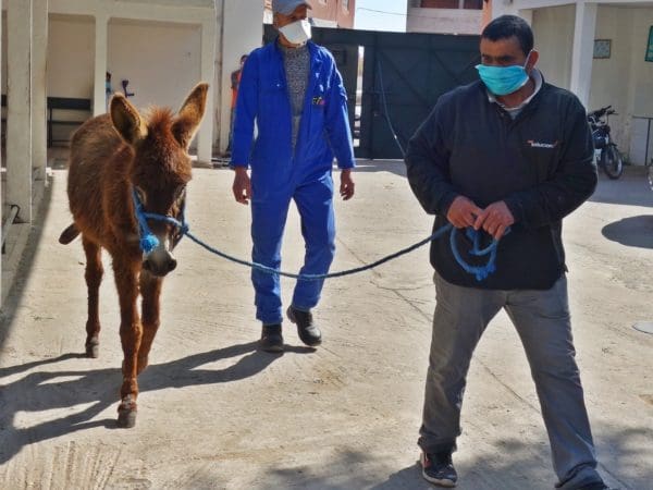 A foal being walked by a man with a SPANA vet following behind
