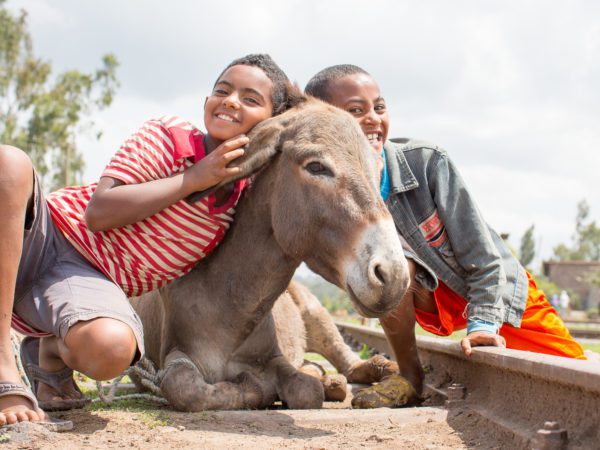 Working donkey with children in Ethiopia