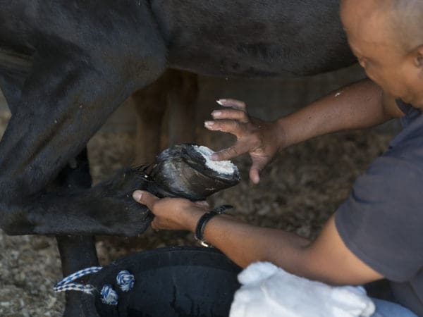 SPANA vet applying cream to an animals hoof