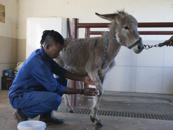 Donkey receiving treatment for injured leg from SPANA vets.