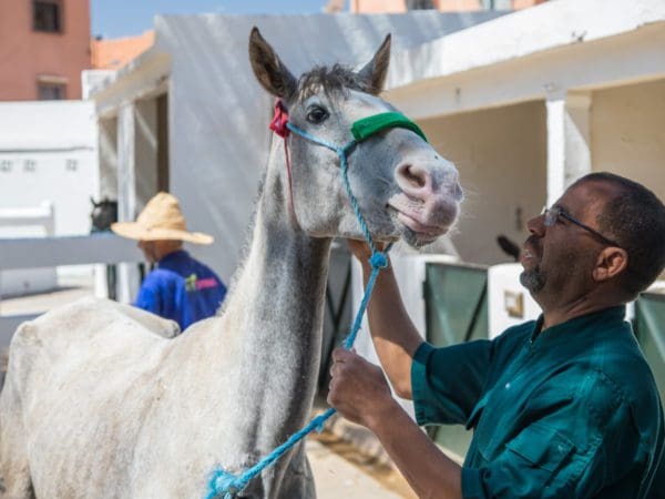 Horse being examined and cared for by SPANA vets.