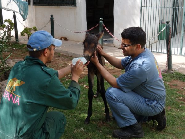 Newborn foal standing up with the help of a SPANA vet while another vet feeds it a bottle of milk