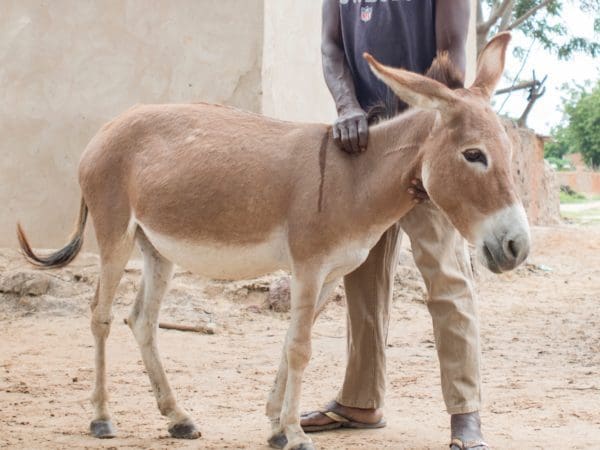baby donkey standing with a man behind it