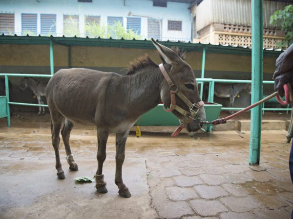 Grey donkey standing outside in a paddock with a man holding its reins