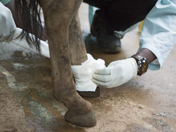 A SPANA vet bandaging up a donkey's hoof