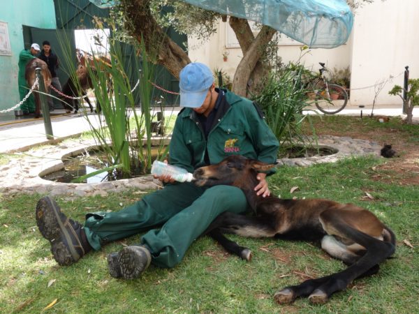 SPANA vet wearing a blue baseball cap sitting on the grass feeding a foal a bottle milk