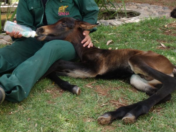 Baby foal laying on grass with its head on a SPANA vets lap. The vet is feeding it a bottle of milk