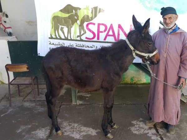 Brown mule standing in front of a SPANA poster with a man holding it