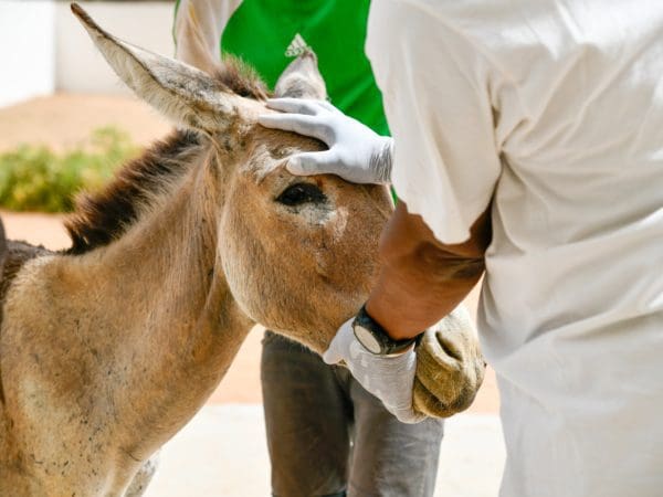 Vet examining a donkeys face