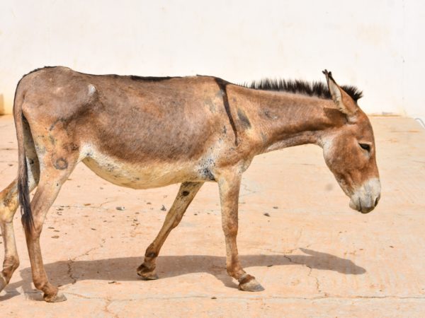 Kamara the donkey outside in a paddock
