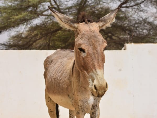 Light brown donkey standing outside