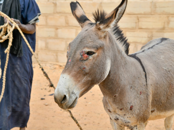 Donkey covered in sores and cuts with a man in blue overalls standing behind