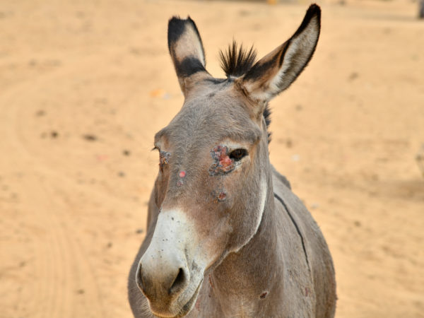 Grey donkey's face covered in cuts and sores