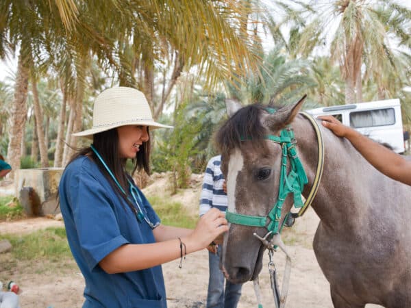 SPANA vet examining a grey horses face