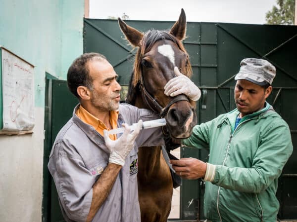 Horse receives medication and treatment from SPANA vet
