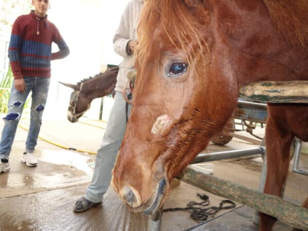 Face of a brown horse with its head down and fur around mouth looking damp and sparse