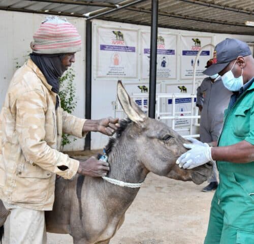 Veterinarian treats donkey for dental disease