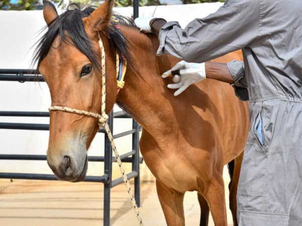 a brown horse in an outside paddock receiving an injection in its neck from a man wearing grey overalls.