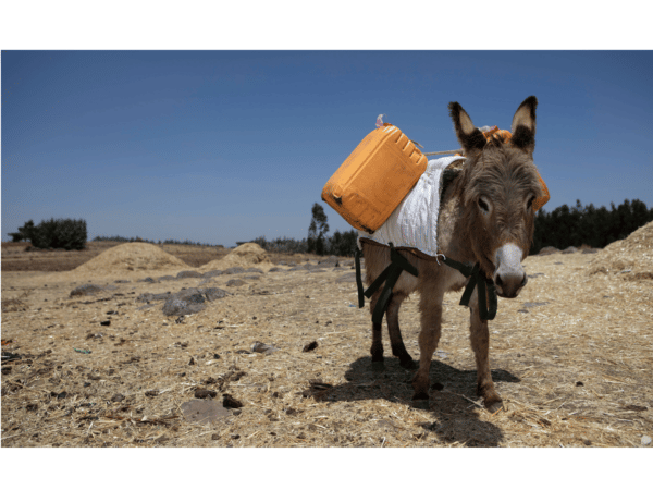 donkey carrying a square orange bucket on its back across hay fields