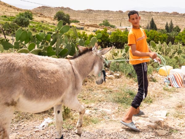 A boy wearing an orange t-shirt pulling a donkey through a field of cacti